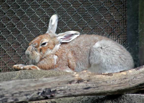 動物図鑑・トウホクノウサギ